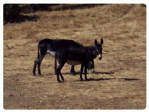 Dos Burros